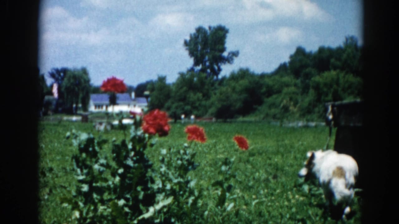 White-and-fawn dog moves through a suburban garden with vivid red flowers, Illinois circa 1962, shot on 8mm film.