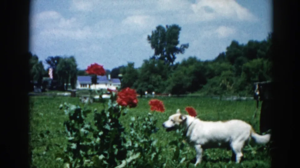 Cream-and-white dog faces camera amid garden foliage and large red blooms, suburban Illinois backyard circa 1962, 8mm film.