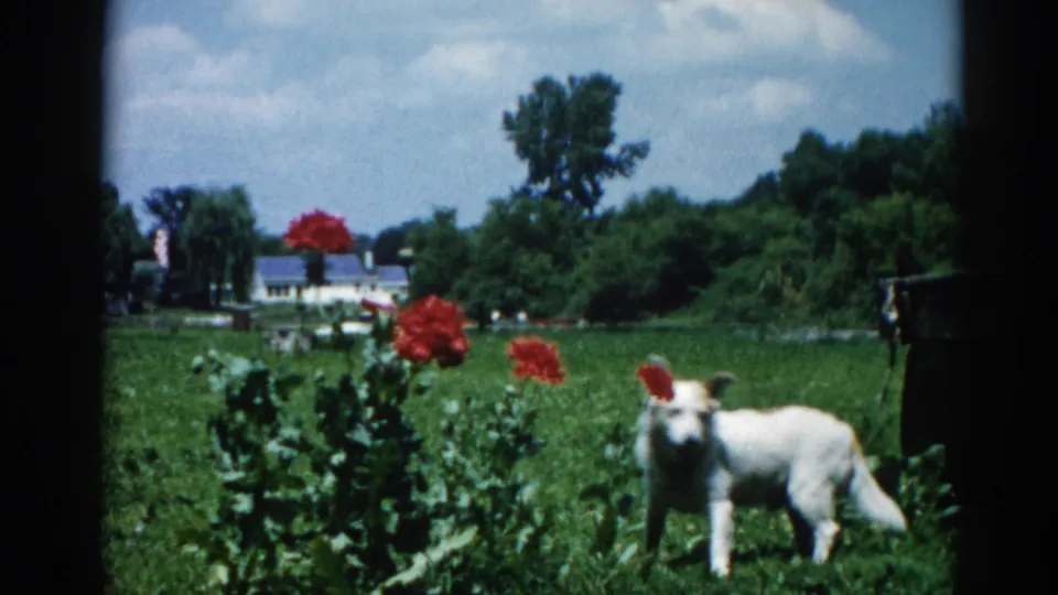 Cream-and-white dog stands alert in profile in a suburban backyard garden with vivid red blooms, Illinois circa 1962, 8mm film.