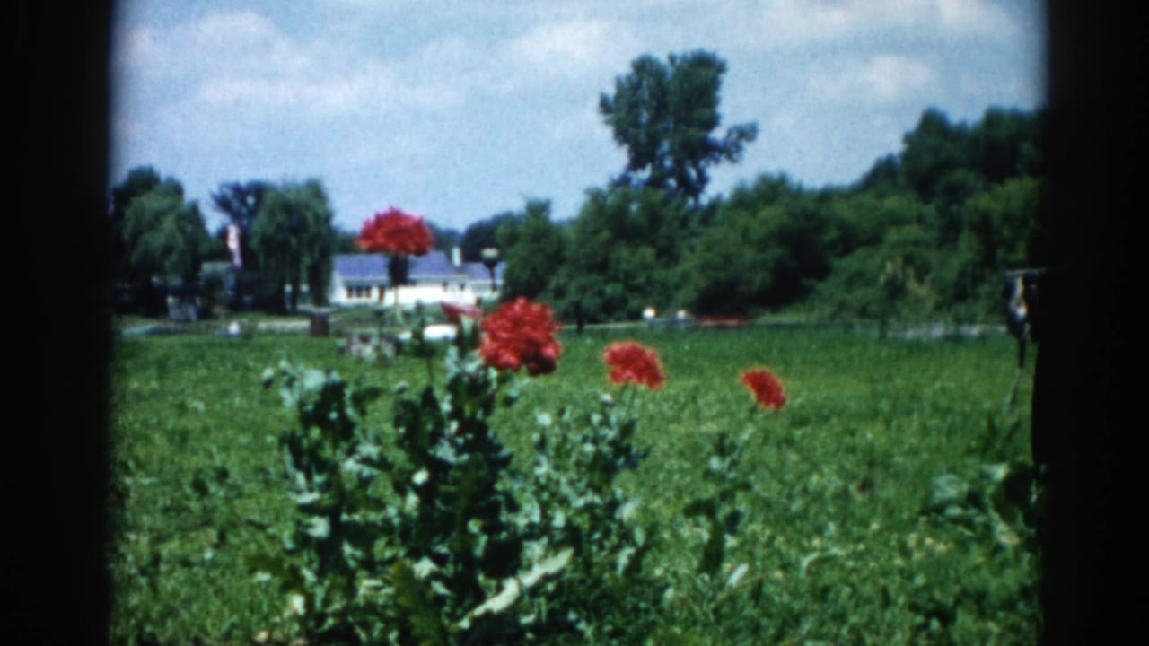 White dog moving through a backyard garden with prominent red blooms; white house and mature trees behind — Illinois, circa 1962, 8mm color film.