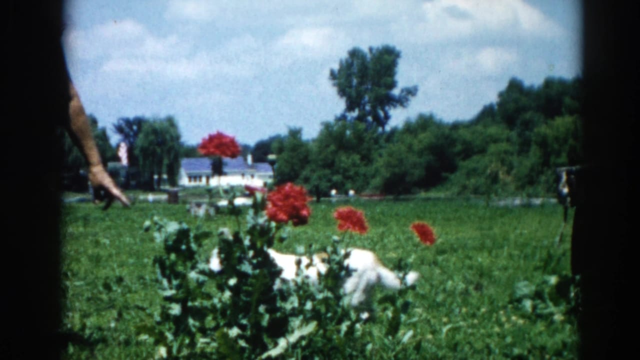 White dog in garden with red blooms; a person's arm extends into frame from the right.