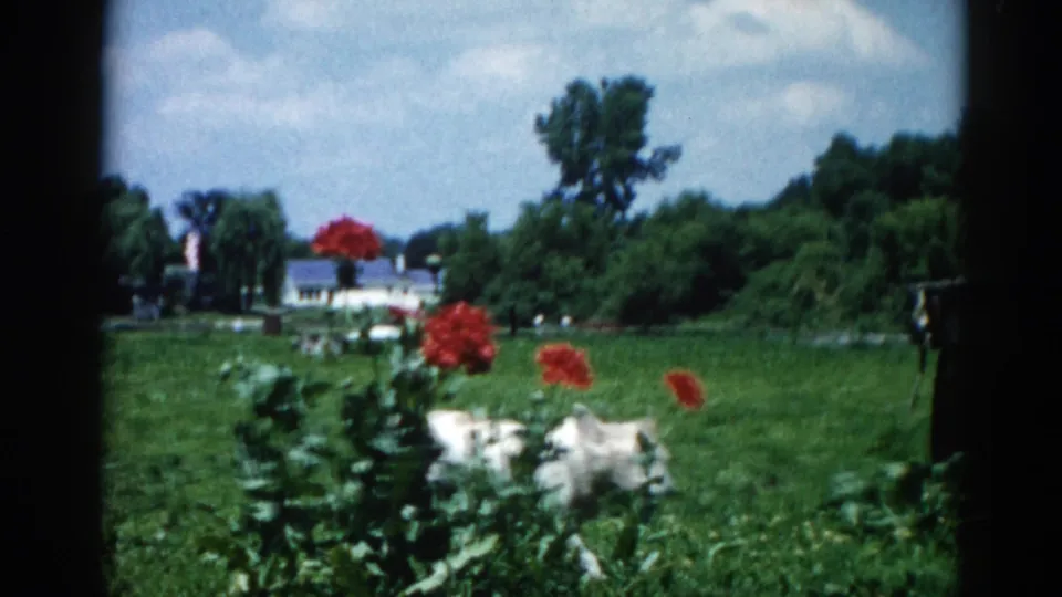 White dog traversing a backyard garden plot with prominent red blooms; white house and leafy trees in background — Illinois, circa 1962, 8mm color film.
