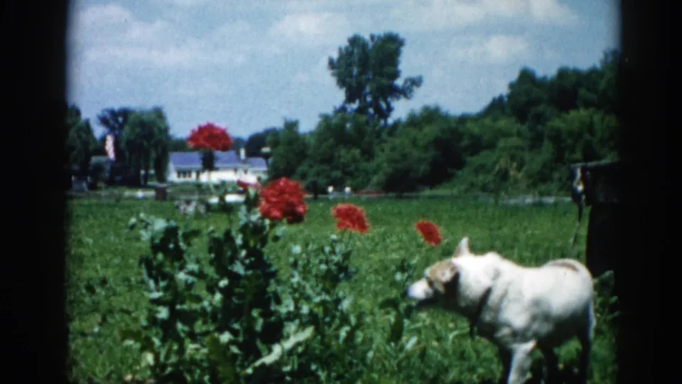 White dog approaching camera through backyard garden with prominent red blooms and white house behind — Illinois, circa 1962, 8mm color film.