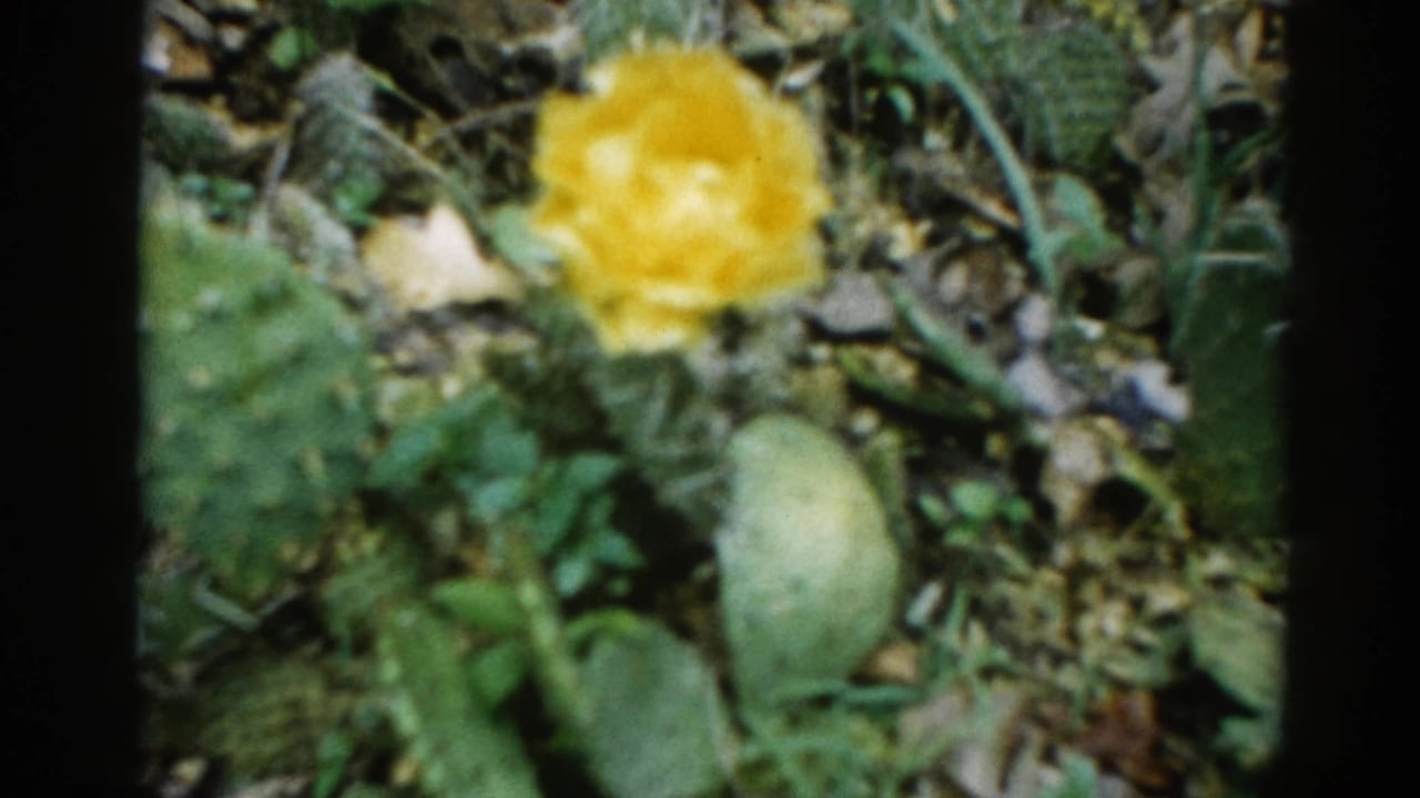 Macro 8mm close-up of a yellow bloom amid dense green garden foliage, from what appears to be a 1962 Illinois home movie.
