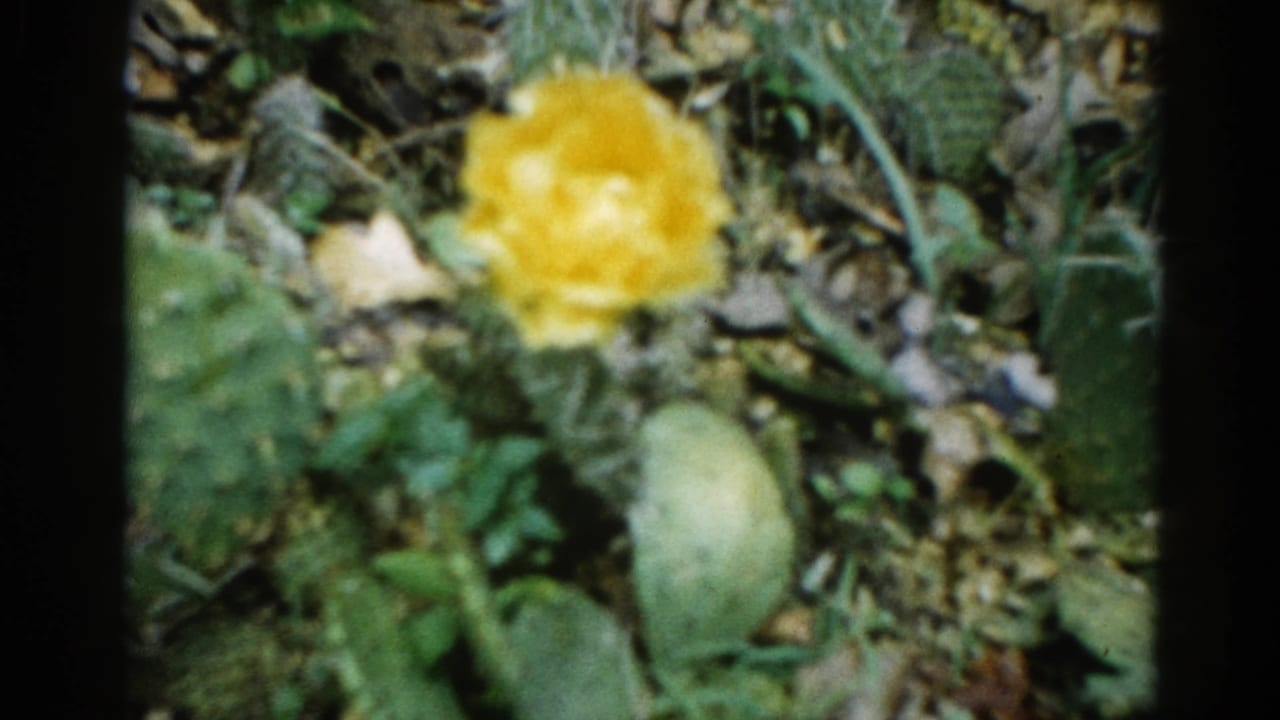 Continued macro 8mm shot of yellow bloom and surrounding green garden vegetation; slight shift in framing suggests handheld camera hold, 1962 Illinois home movie.