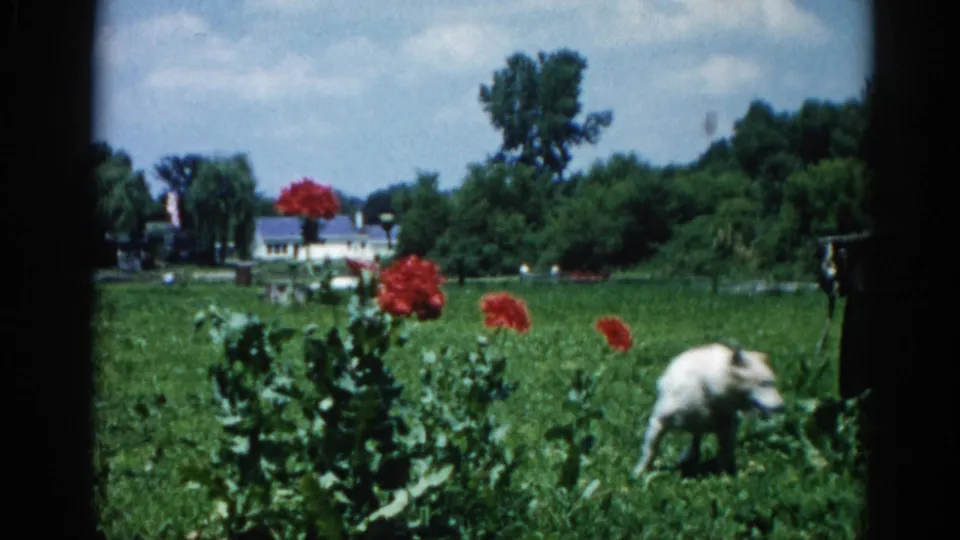 White dog roaming an open green field with tall red blooms in foreground; white residential structure and large deciduous trees visible under partly cloudy sky, 1962 Illinois 8mm home movie.