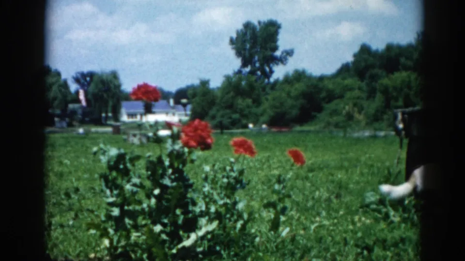 White dog exploring green field; tall red blooms in foreground, white residential structure and tree line in background, with a dark vertical element at right frame edge, 1962 Illinois 8mm home movie.