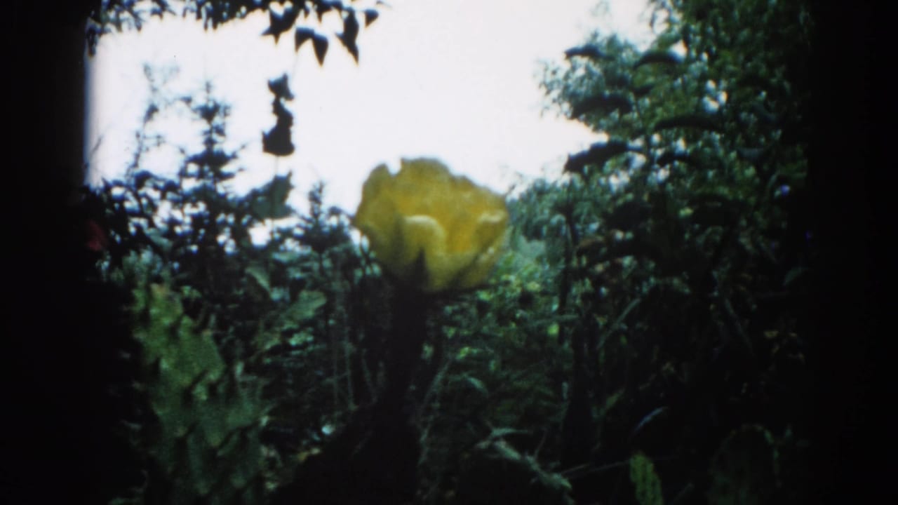 Yellow cactus flower blooming above green cactus pads with dark foliage behind, wider 8mm film frame.