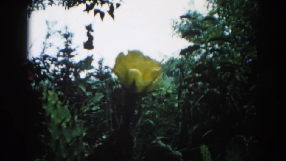 8mm home movie frame circa 1962, Illinois garden: yellow cactus flower in bloom above flat green cactus pads with dense dark trees behind.