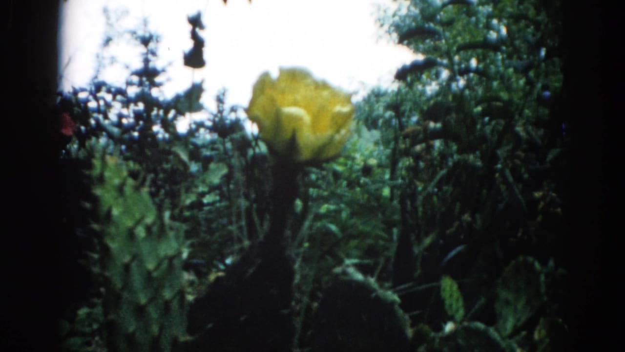 8mm home movie circa 1962, Illinois: yellow cactus flower rising above flat cactus pads with dark tree foliage and pale sky at frame edge.