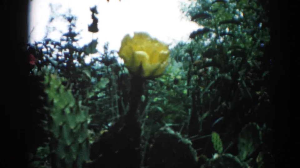 8mm home movie circa 1962, Illinois: yellow cactus flower rising above flat cactus pads with dark tree foliage and pale sky at frame edge.