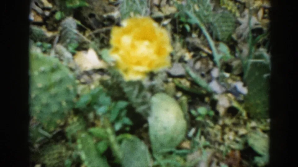 Close-up 8mm home movie frame circa 1962: fully open yellow cactus flower with flat green Opuntia-type pads, visible spines, and a round green cactus fruit in the foreground.
