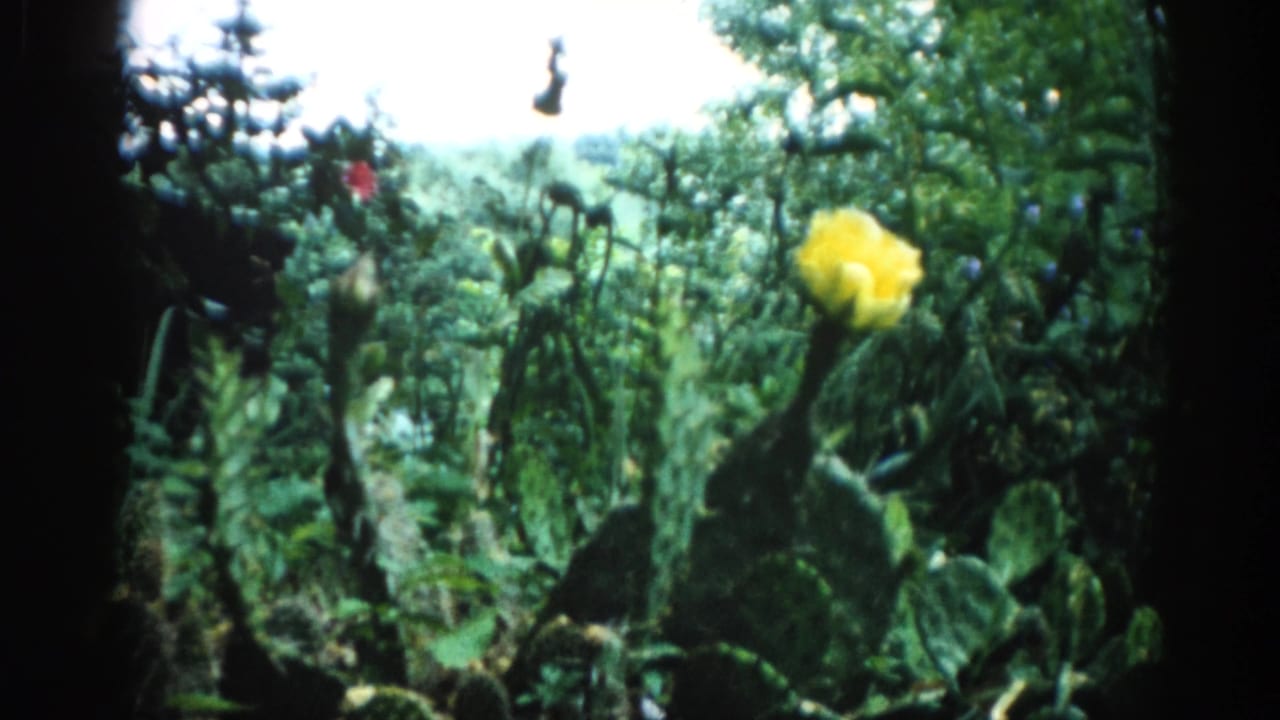 Dense green foliage with a large yellow flower above flat oval cactus pads, heavy 8mm frame vignetting at edges.