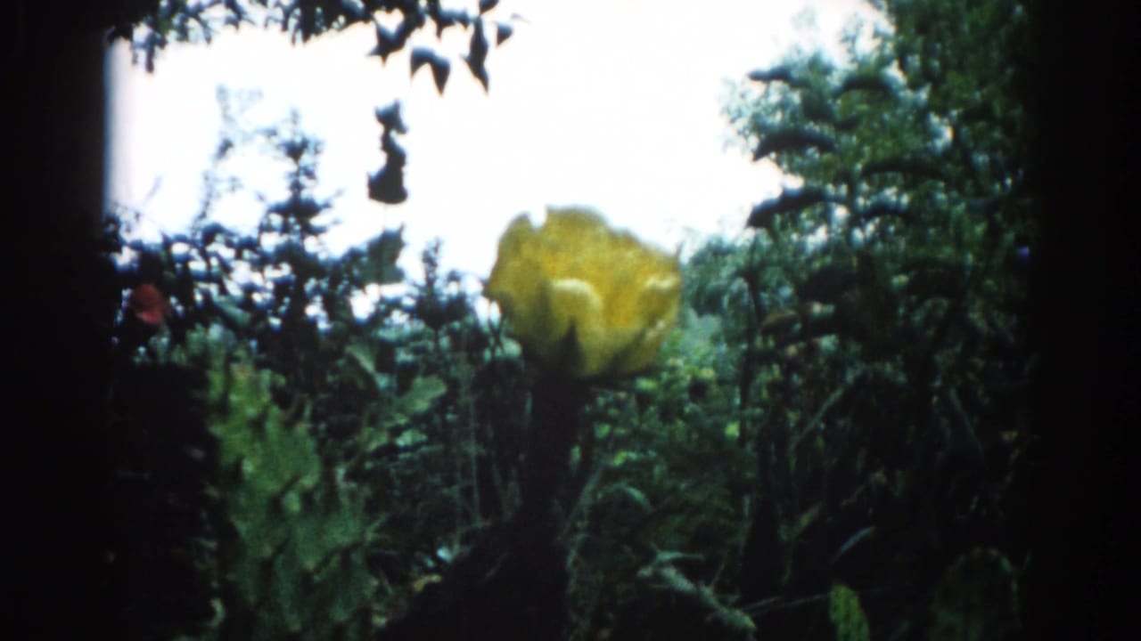 8mm home-movie frame circa 1962 showing a large open yellow flower surrounded by layered green foliage with bright overexposed sky behind, attributed to Illinois.