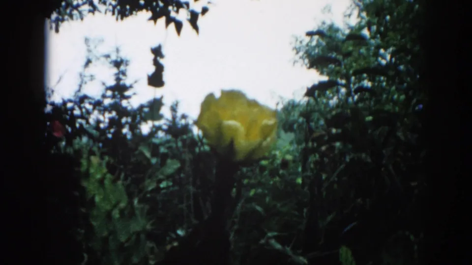 8mm home-movie frame circa 1962 showing a large open yellow bloom against bright overexposed sky with dark foliage framing the shot, attributed to Illinois.