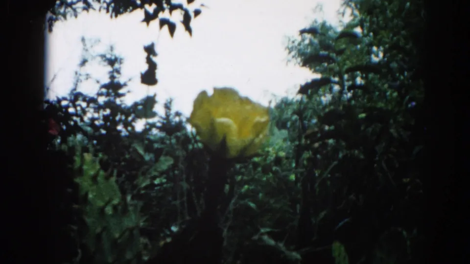8mm home-movie frame circa 1962 showing an open yellow bloom with fully spread petals against overexposed sky and dark surrounding foliage, attributed to Illinois.