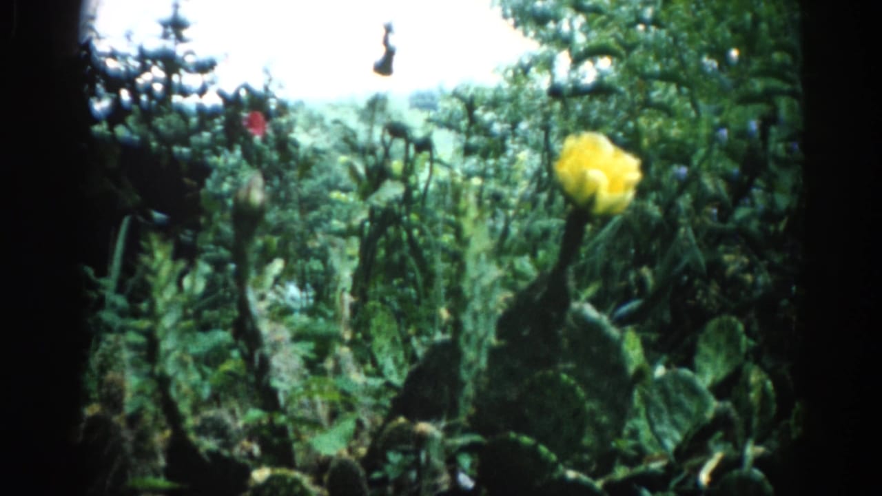Single yellow flower blooming on a prickly pear cactus in a domestic garden, shot on 8mm film circa 1962 in Illinois; green vegetation fills the background.