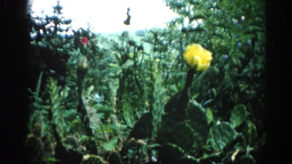 Single yellow flower blooming on a prickly pear cactus in a domestic garden, shot on 8mm film circa 1962 in Illinois; green vegetation fills the background.
