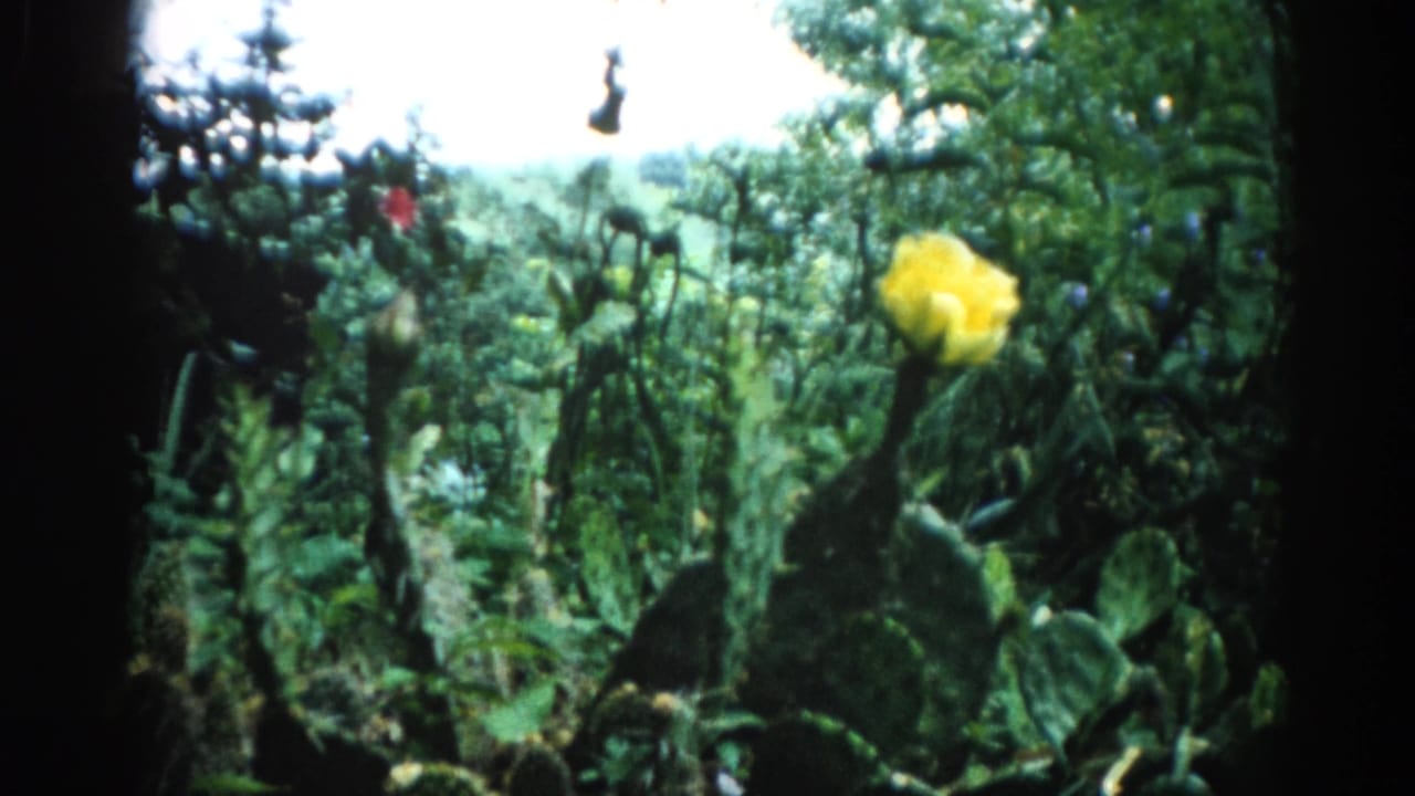 Prickly pear cactus with prominent yellow flower in a domestic garden, 8mm home movie circa 1962; dense green foliage and bright sky visible.