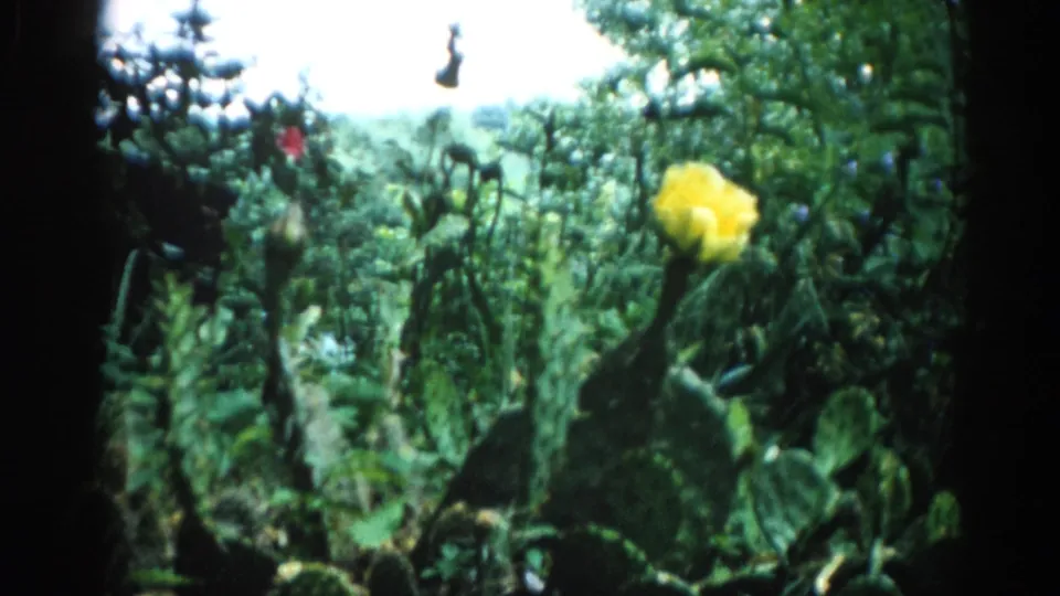 Static 8mm shot of a yellow prickly pear cactus flower in a green garden setting, consistent with domestic Midwest footage circa 1962.