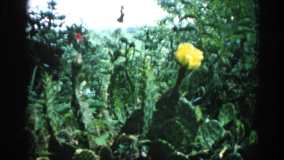 Final frame of 8mm home-movie clip showing yellow cactus bloom and dense garden foliage, filmed circa 1962 in Illinois per metadata.