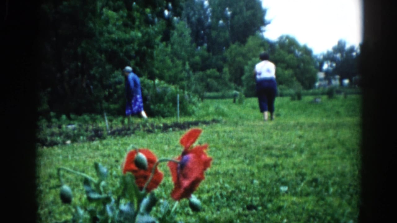 Two adults walking away across a large green yard, large red poppies in the foreground, dense trees behind.