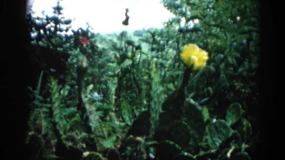 8mm home movie frame, c. 1962, Illinois: tight shot of a garden border showing a yellow bloom and red poppy buds against dense green shrubs.