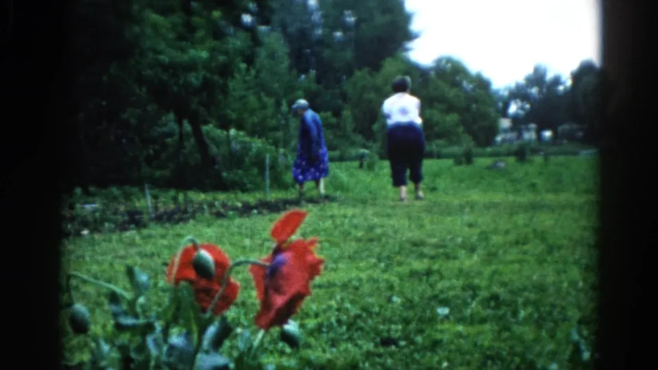 One older woman in a blue dress walks through the garden alone, c.1962 Illinois; red poppies prominent in foreground, companion out of frame
