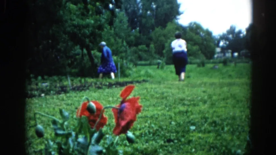 Two older women walk further into a green Illinois garden, c.1962; red poppy blooms fill the foreground as the figures recede into the background
