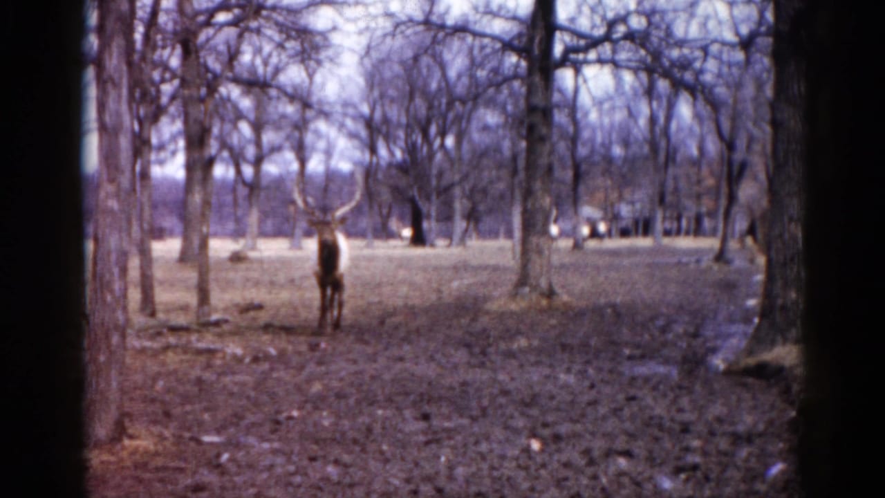 A deer with antlers stands in an open parkland area among leafless trees, likely an Illinois park, captured on 8mm color film circa 1962.