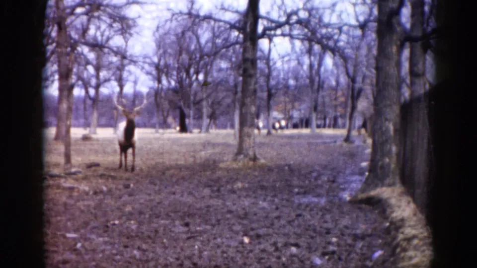Large antlered cervid (described as elk in clip metadata) standing in open woodland with bare deciduous trees; Illinois park or wildlife area, circa 1962, 8mm home movie.