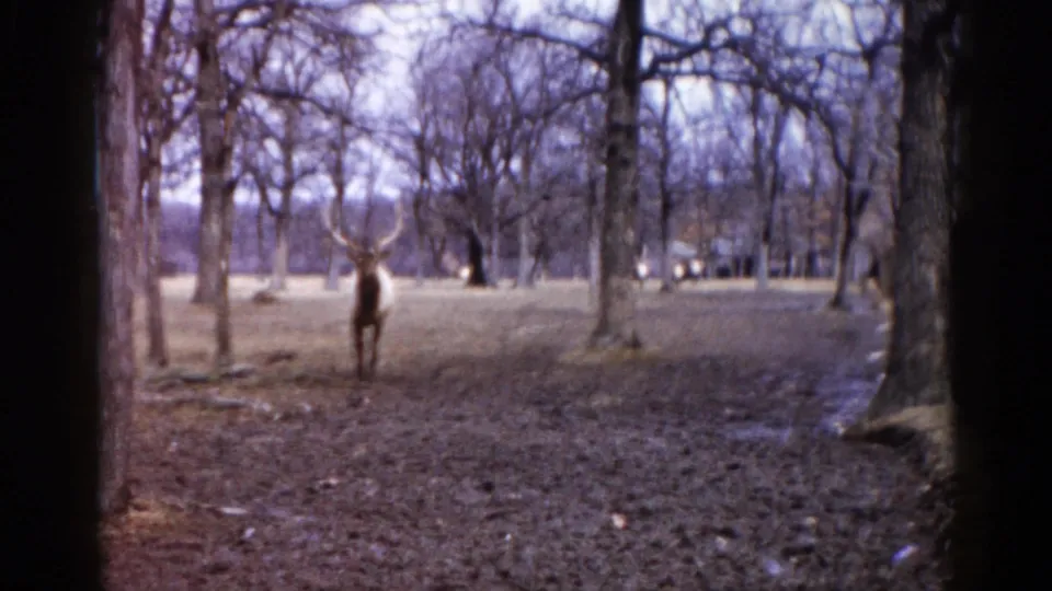 Same antlered cervid from slightly different angle in bare Illinois woodland clearing; possible park or wildlife preserve, circa 1962, 8mm home movie.