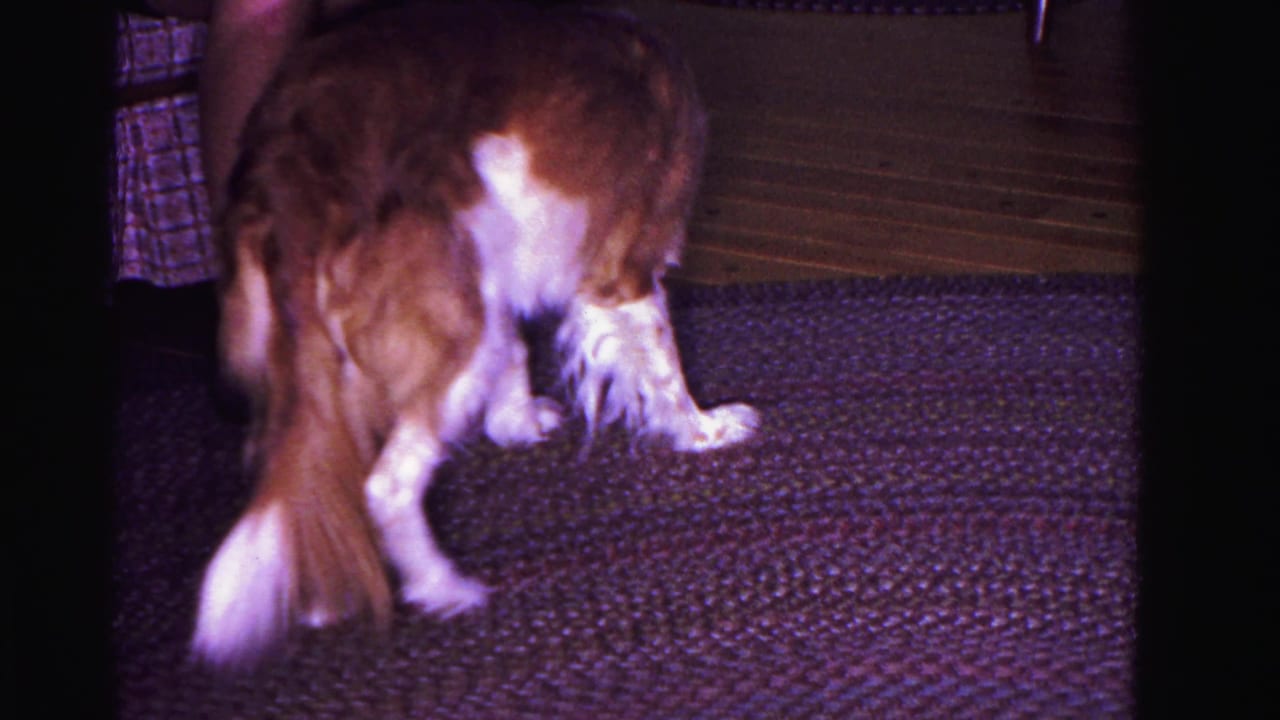 Brown and white spaniel-type dog walking on a dark textured indoor rug, partial lower body of a person visible at left edge.