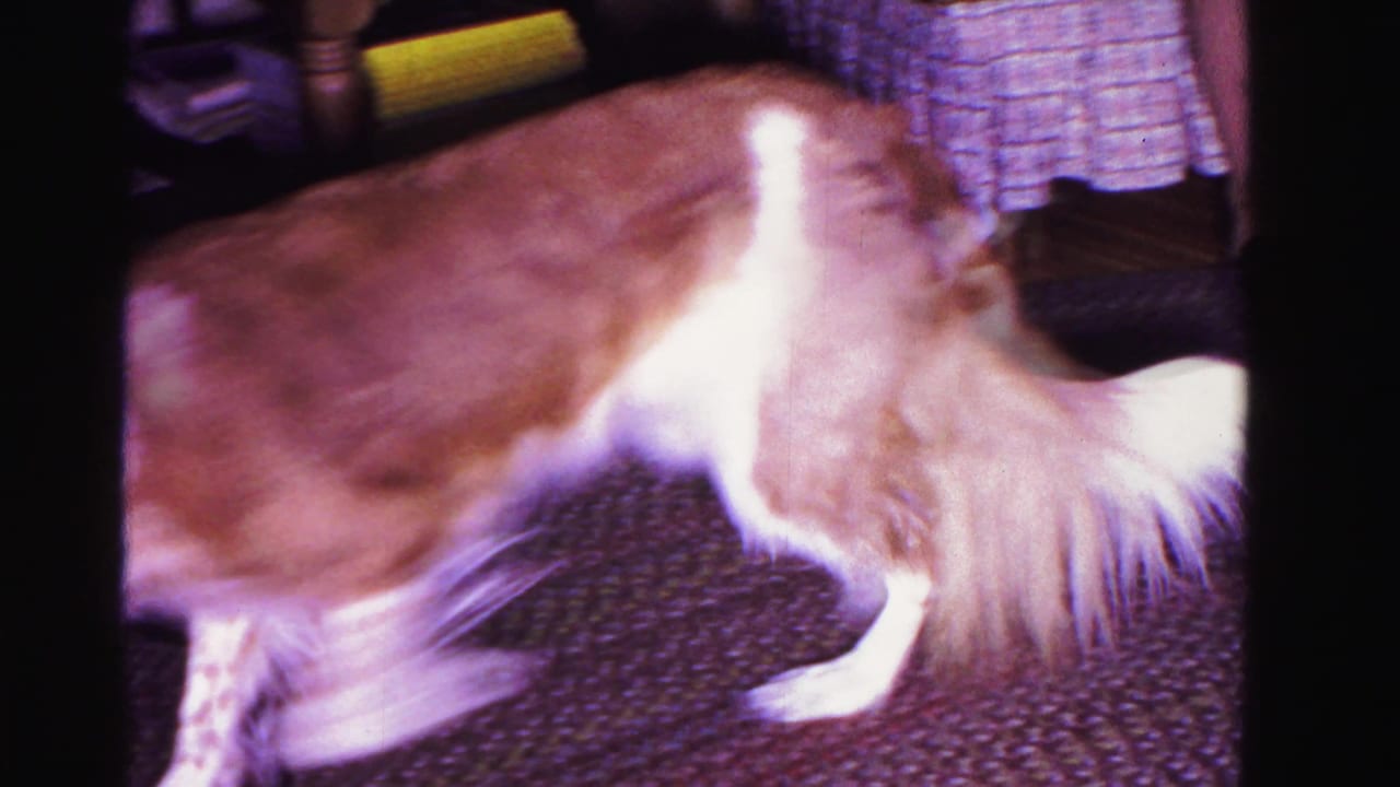 Brown and white dog moving across indoor carpet with partial figures at frame edges and a yellow object near top, circa 1962 8mm home movie.