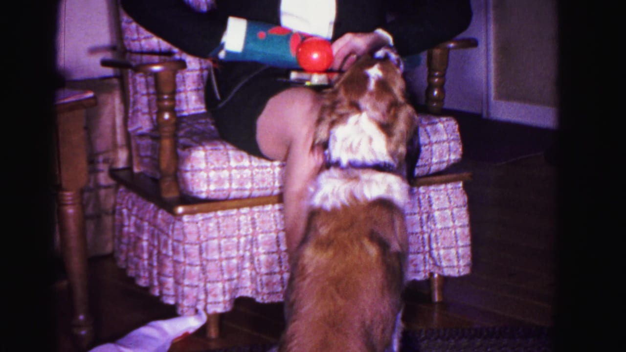 Brown and white spaniel-type dog stands facing a seated person in a plaid armchair, viewed from behind the dog, red ball visible above.