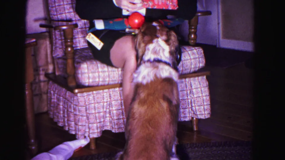 8mm home movie frame circa 1962: brown and white dog stands close to a plaid-upholstered armchair as person holds a red ball and wrapped gift above.