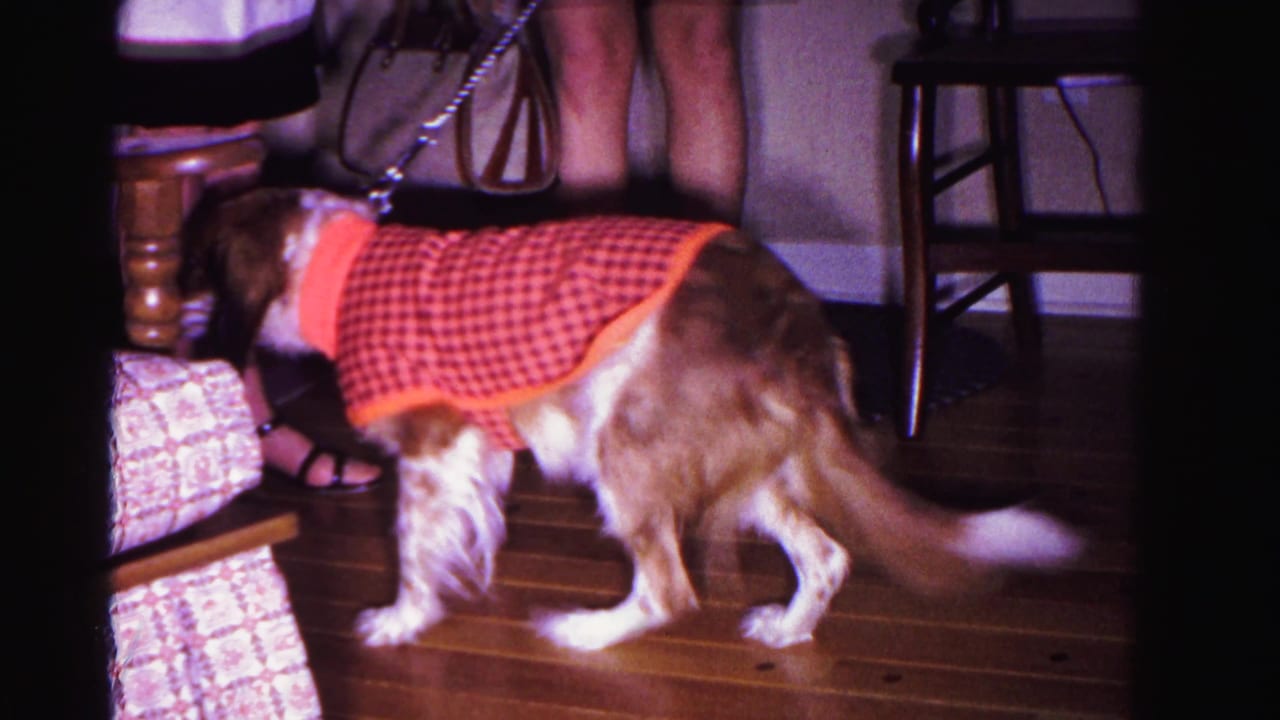 Small spaniel-type dog wearing a red-and-black checkered coat stands on a hardwood floor beside a plaid armchair; woman's legs visible in background.