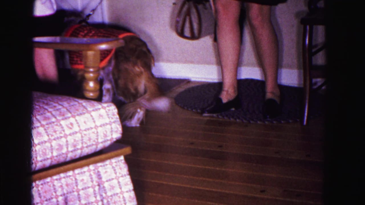 Dog in checkered coat sniffing near furniture in a 1962 domestic interior, Hagerstown, Maryland; small braided rug and wooden chair legs visible.