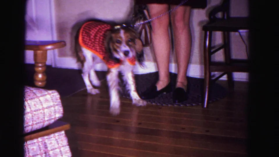 Dog in red checkered coat looks toward camera on hardwood floor in a 1962 home interior; woman's legs and black shoes visible in background.