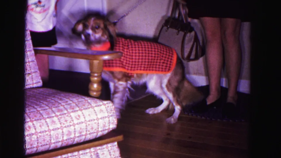 Dog in checkered coat partially obscured by a plaid armchair in a 1962 domestic interior; woman's legs visible, Hagerstown, Maryland.