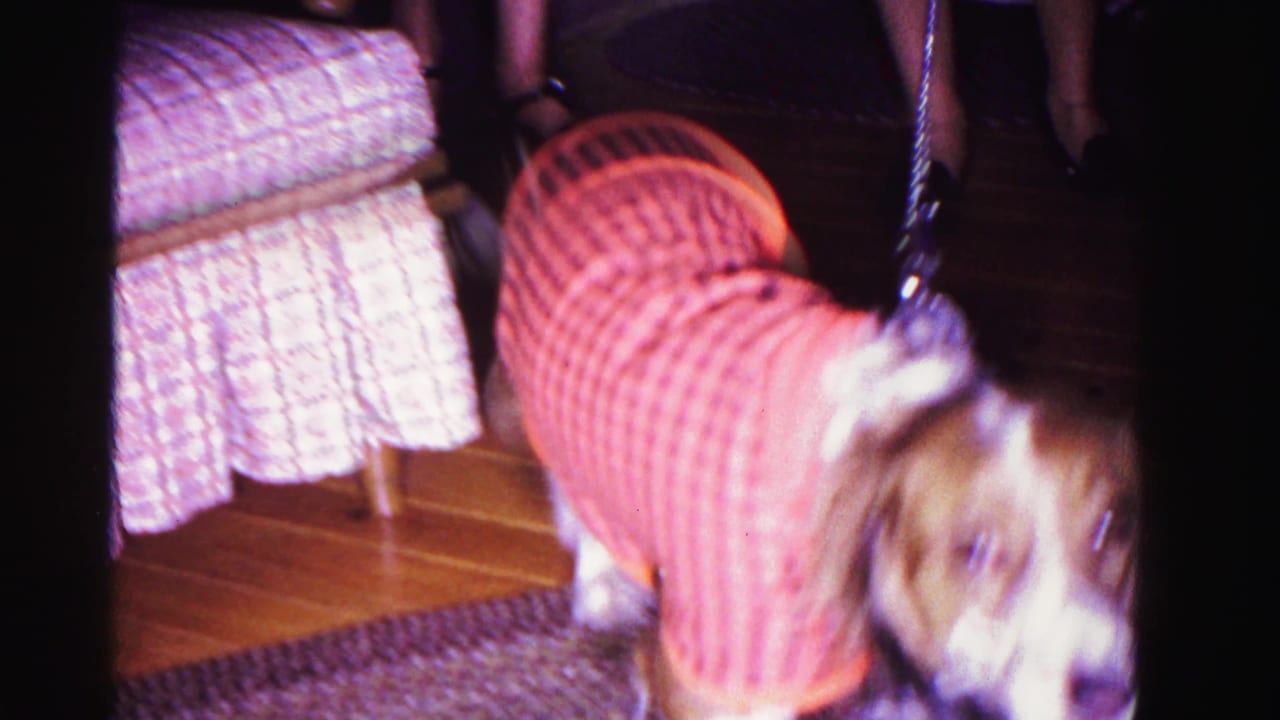 Close-up of a long-haired dog wearing a red and orange checkered sweater coat on a leash, near wooden stairs with a ruffled floral bedspread behind; circa 1962 8mm color home movie.