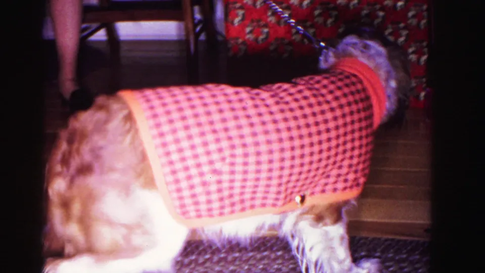 Rear view of a medium-breed long-haired dog wearing a red checkered sweater coat, standing on a red holiday-patterned rug in a private interior; circa 1962 8mm color home movie.