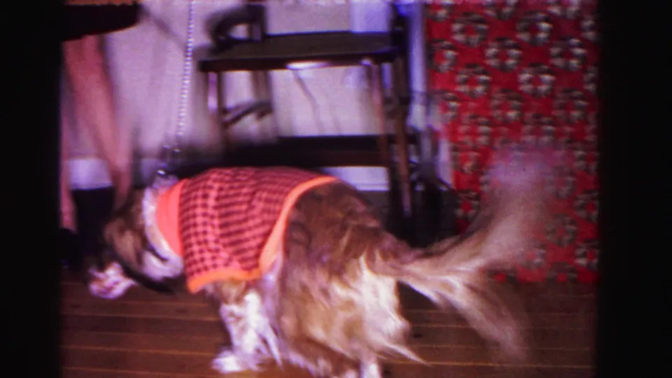 Long-haired dog in a red checkered coat moves near a dark wooden chair on a holiday-patterned rug, with partial human legs visible in the background; circa 1962 8mm color home movie.