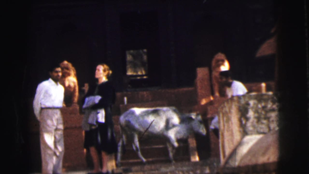 Man in white shirt and woman in dark dress stand on stone temple steps as a light-colored cow walks past them.