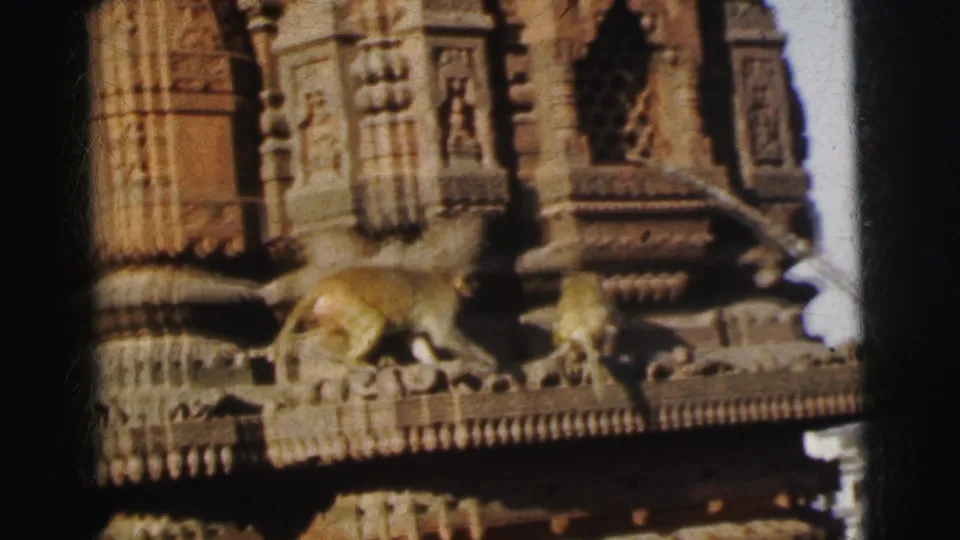 Rhesus macaque on the carved cornice of an ornate Hindu temple in what appears to be India, circa 1962 — a cutaway of temple architecture with resident wildlife.
