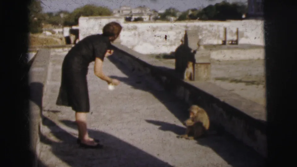 Woman in dark dress hand-feeding a crouching monkey at an outdoor zoo enclosure, likely Calcutta, India, circa 1962; second monkey visible near low white wall.