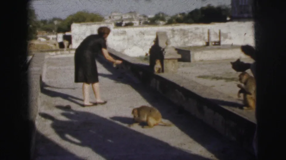 Woman in dark dress surrounded by multiple monkeys at an open zoo enclosure, likely Calcutta, India, circa 1962; one monkey stands upright to her right.