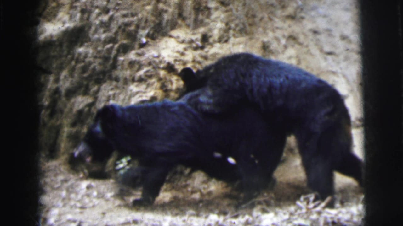 Two black bear cubs on dirt ground beside a rocky embankment, filmed on 8mm in 1962, possibly at a zoo in Calcutta, India.