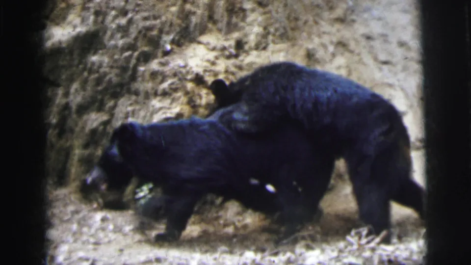 Two black bear cubs on dirt ground beside a rocky embankment, filmed on 8mm in 1962, possibly at a zoo in Calcutta, India.