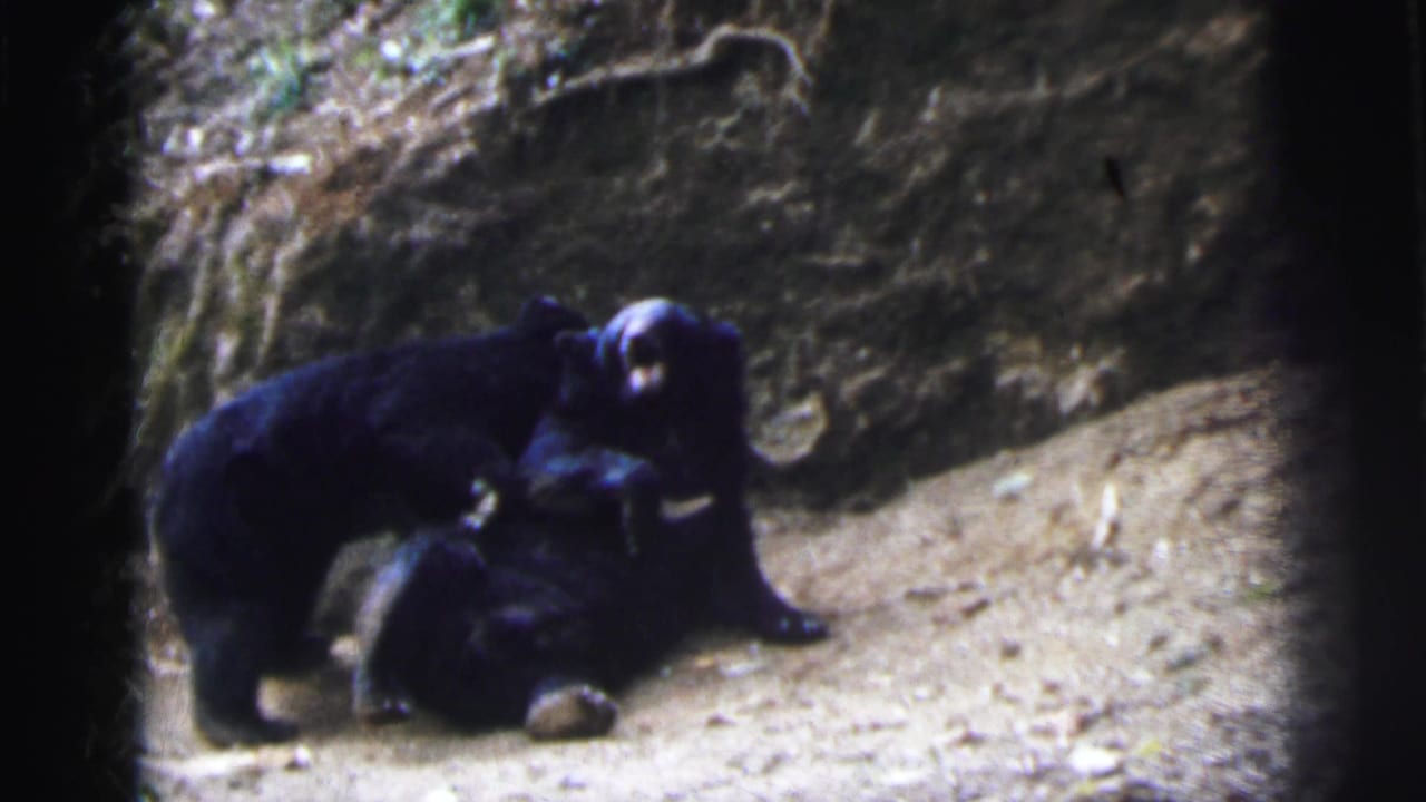 Two black bears wrestling, one mounted over the other on sandy ground against a rocky slope.
